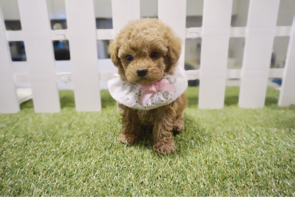 토이푸들 분양합니다