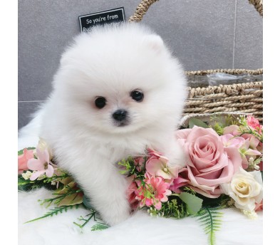 포메라니안 분양합니다