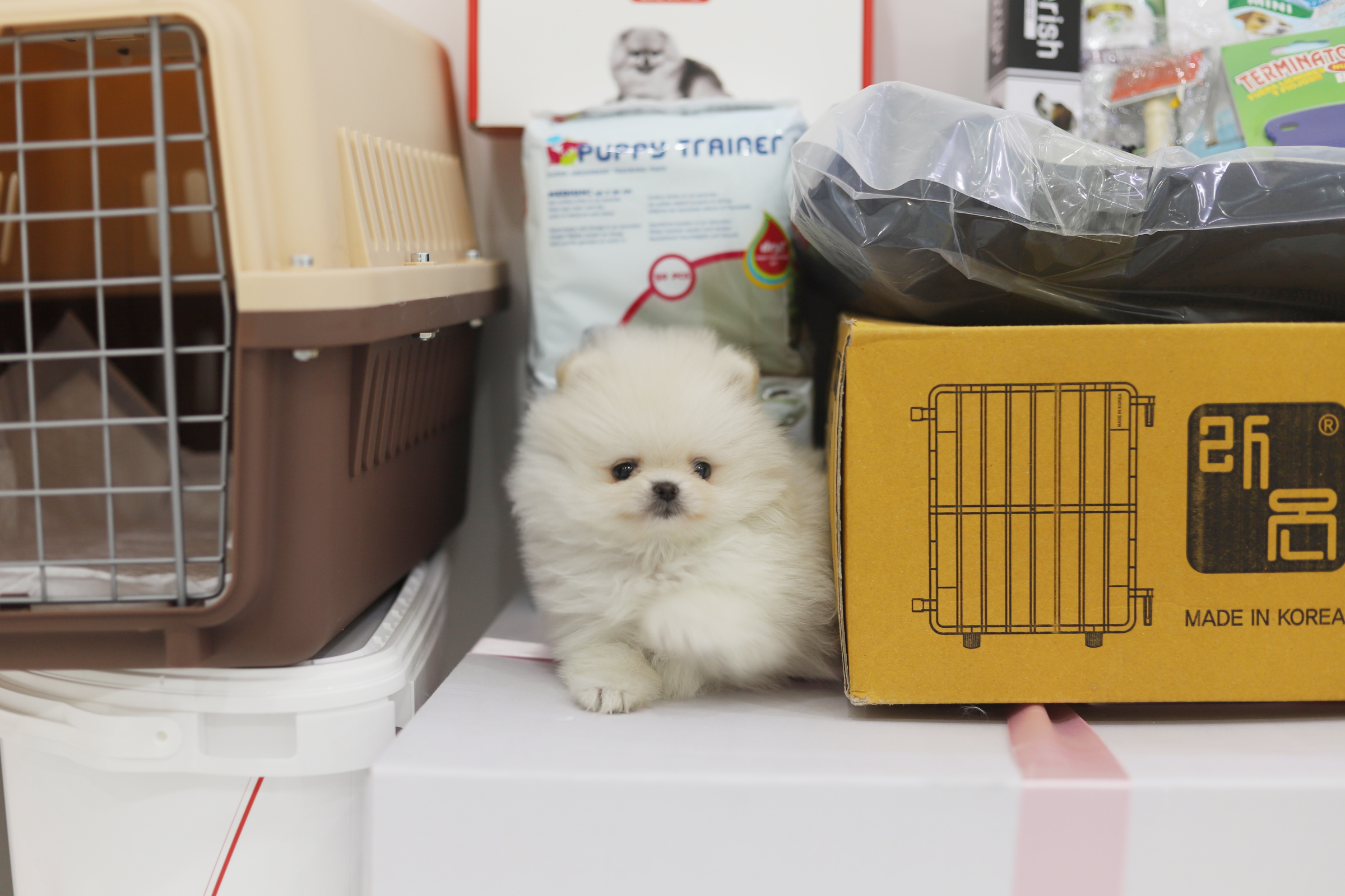 포메라니안 분양합니다