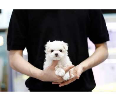 말티즈 분양합니다