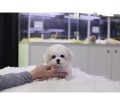 말티즈 분양합니다