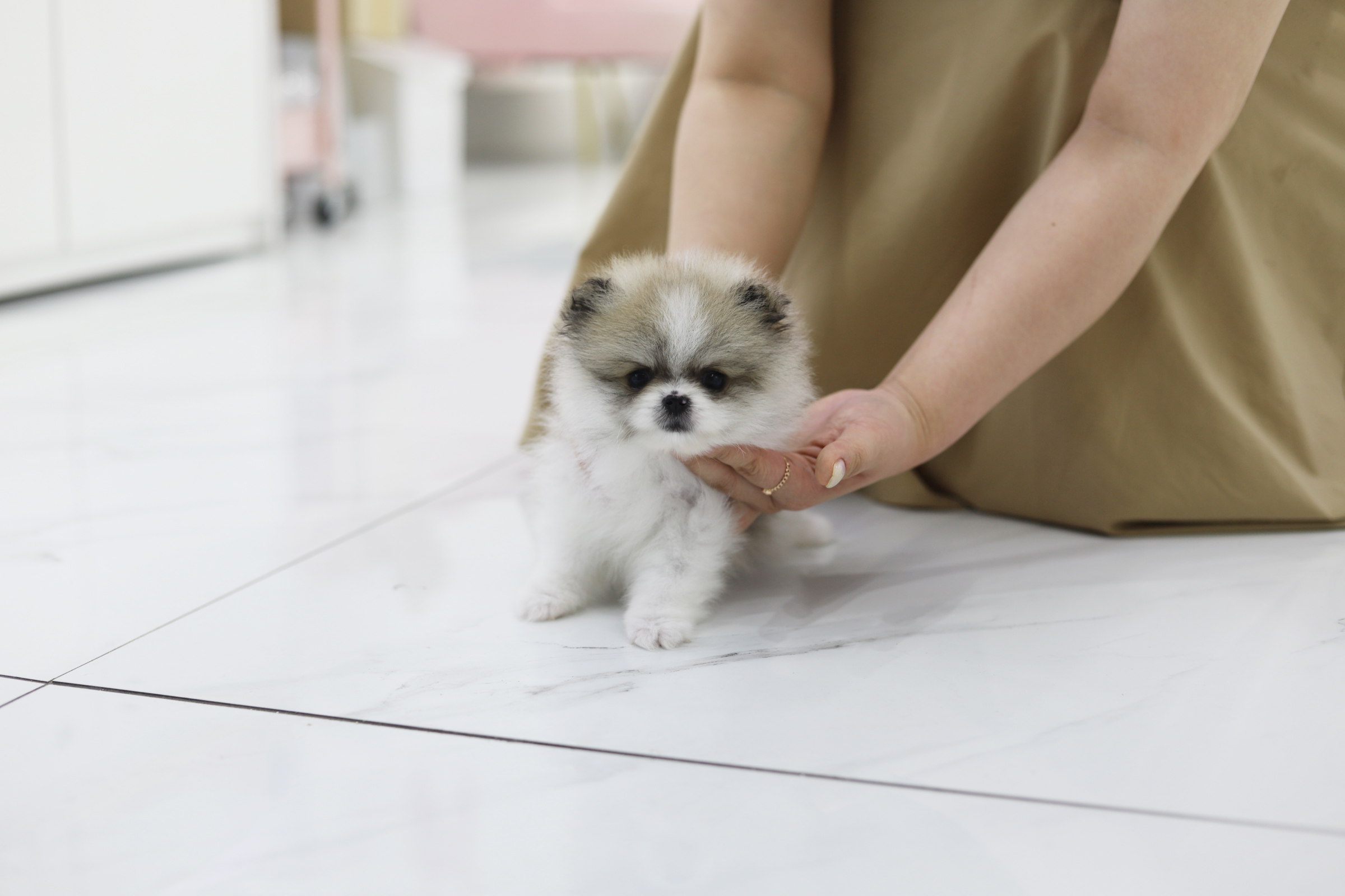 포메라니안 분양합니다